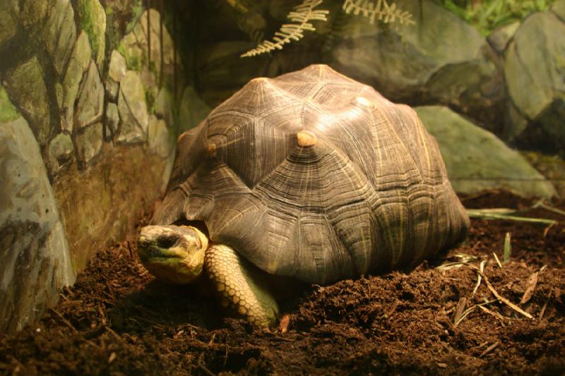 2007-06-18 12:25:12 ** Utah, Zoo ** Radiated tortoise.