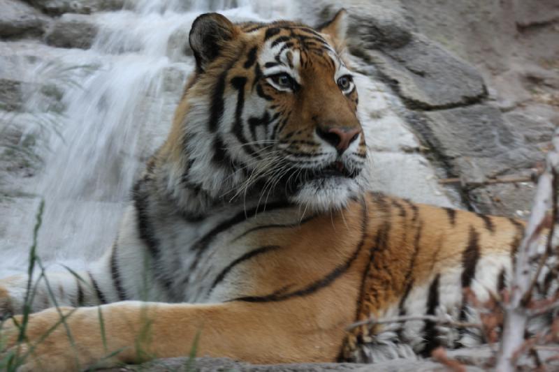2012-05-17 19:17:22 ** Tiger, Utah, Zoo ** 2012-05-17 19:17:22 ** Tiger, Utah, Zoo **