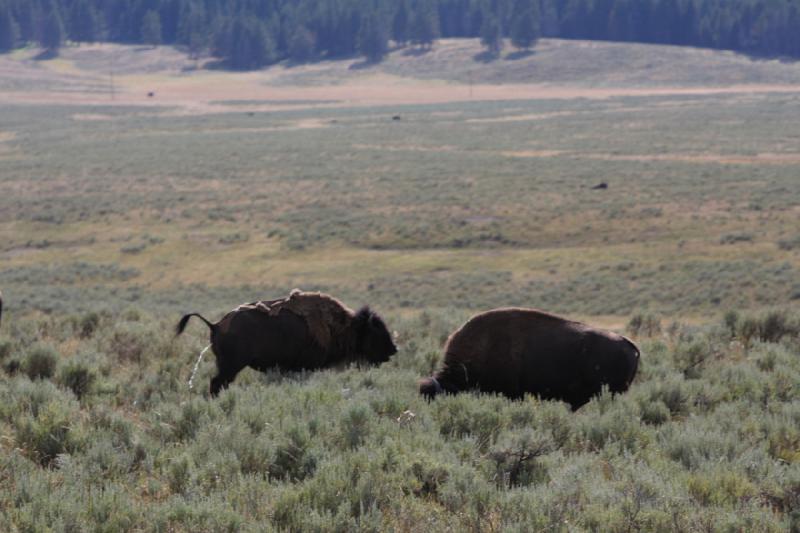 2008-08-15 17:18:48 ** Bison, Yellowstone Nationalpark ** 