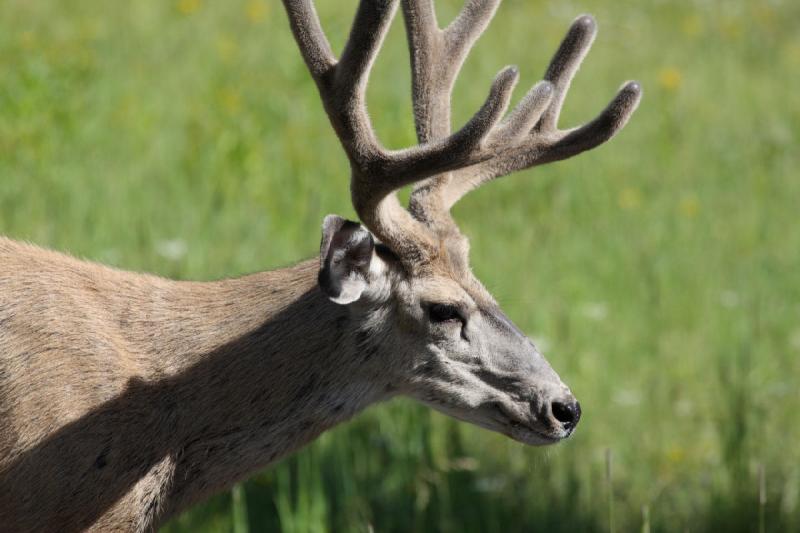 2009-08-05 09:00:58 ** Deer, Yellowstone National Park ** 
