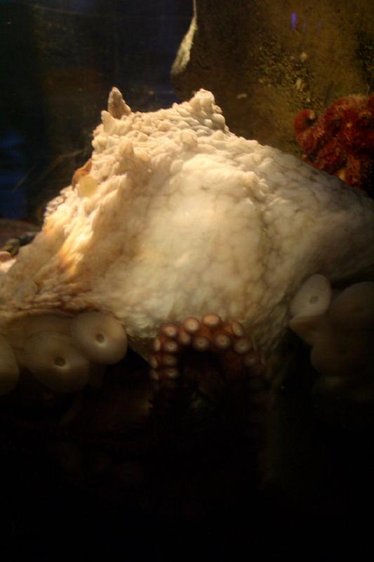 2007-09-01 11:13:50 ** Aquarium, Seattle ** Octopus.