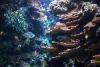 Colorful underwater world.