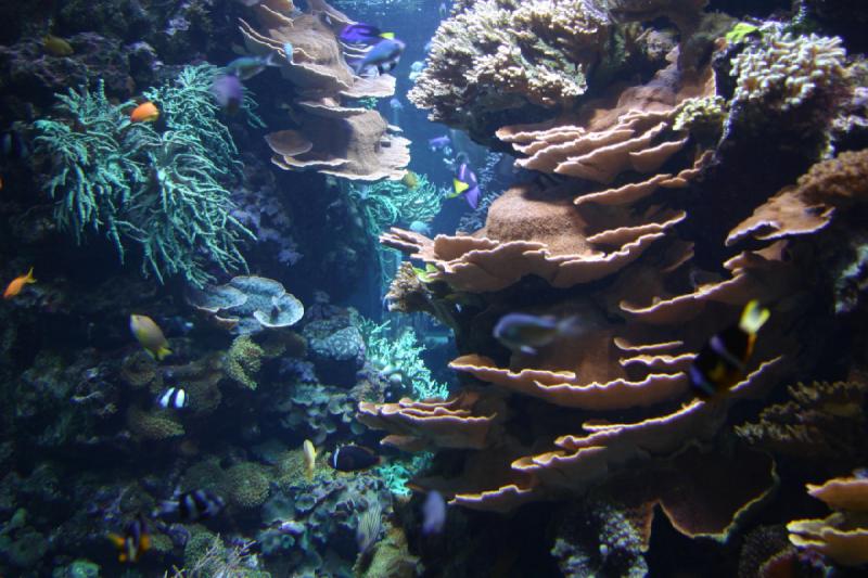 2006-11-29 13:33:06 ** Aquarium, Berlin, Deutschland, Zoo ** Farbenfrohe Unterwasserlandschaft.
