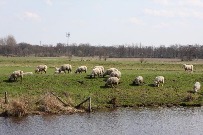 2010-04-02 14:05:25 ** Deutschland, Oldenburg ** Schafe auf dem Huntedeich.