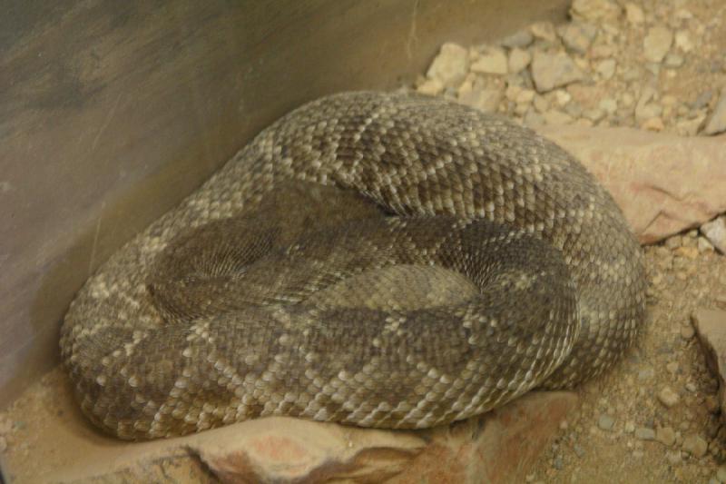 2006-06-17 16:02:38 ** Botanical Garden, Tucson ** Rattlesnake.