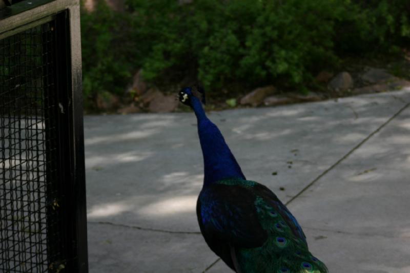 2005-05-21 16:33:29 ** Tracy Aviary ** Peacock.
