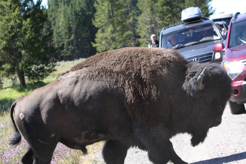2008-08-16 11:02:26 ** Bison, Yellowstone National Park ** The loser crosses the street. Some people got out from their cars, but that's very dangerous. The distance between our car and the bison was probably 5 yards.
