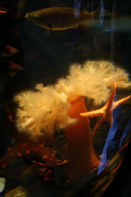 2007-09-01 11:04:14 ** Aquarium, Seattle ** Sea anemone and star fish.