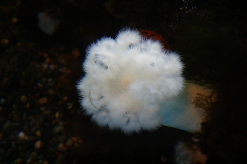 2007-09-01 12:22:28 ** Aquarium, Seattle ** Sea anemone.