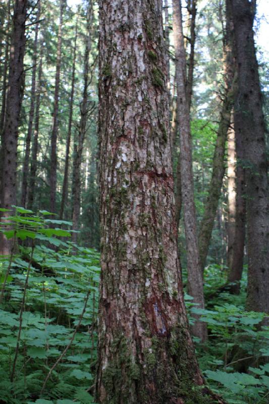 2012-06-20 18:37:11 ** Alaska, Cruise, Juneau ** 
