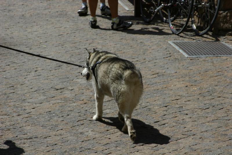 2006-07-22 11:36:24 ** Vail ** A husky without a tail.