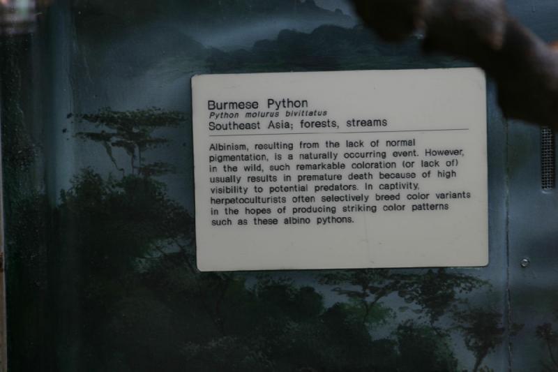 2008-03-20 13:41:18 ** San Diego, Zoo ** Description of the Burmese Python (Python molurus bivittatus).