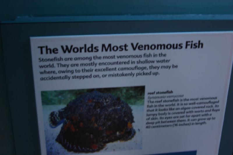 2007-10-13 12:52:52 ** Aquarium, California, Zoo ** Description of the stonefish. 2007-10-13 12:52:52 ** Aquarium, California, Zoo ** Description of the stonefish.