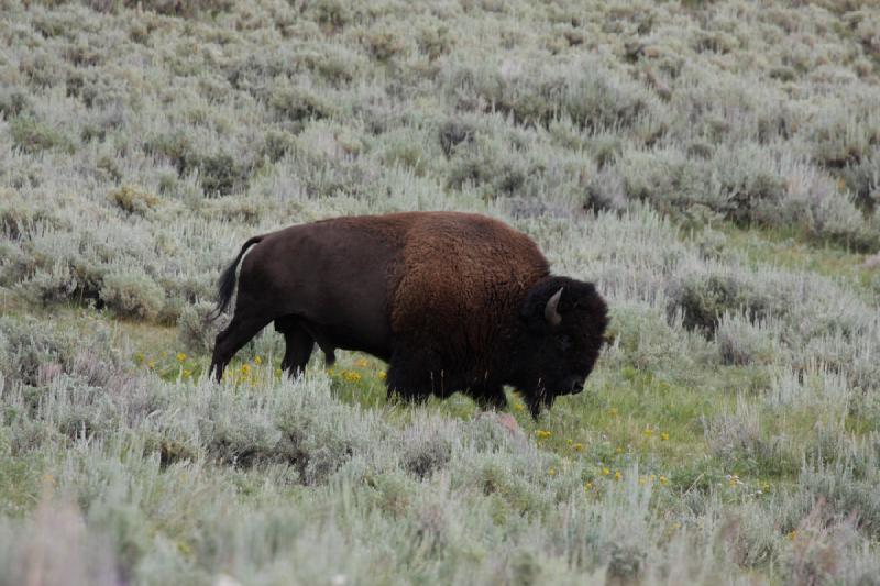 2009-08-05 13:43:40 ** Bison, Yellowstone Nationalpark ** 