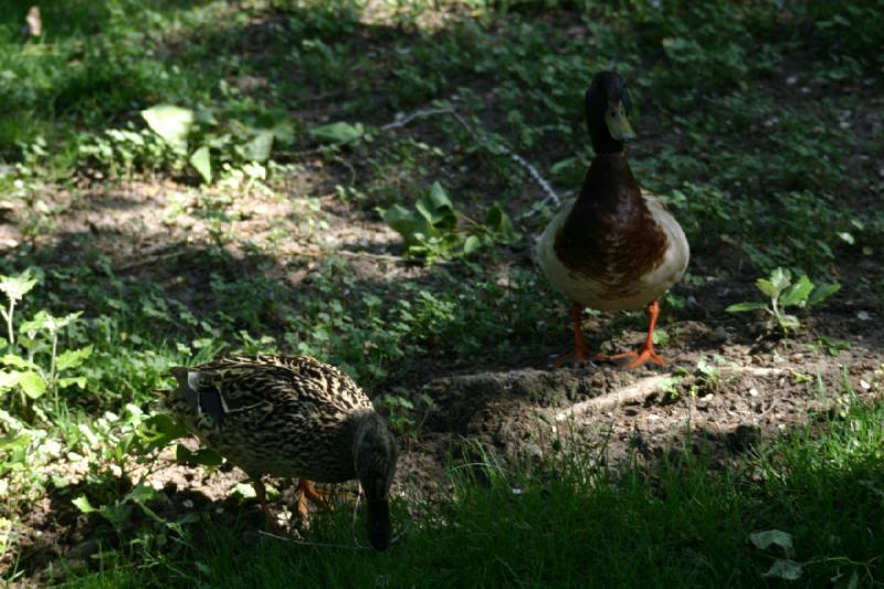 2005-05-21 16:42:50 ** Tracy Aviary ** Mallard ducks.