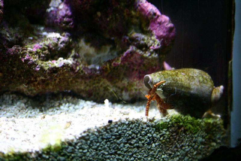 2007-09-01 11:25:48 ** Aquarium, Seattle ** Hermit crab in a shell.