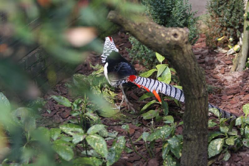 2010-04-13 15:15:33 ** Germany, Walsrode, Zoo ** 