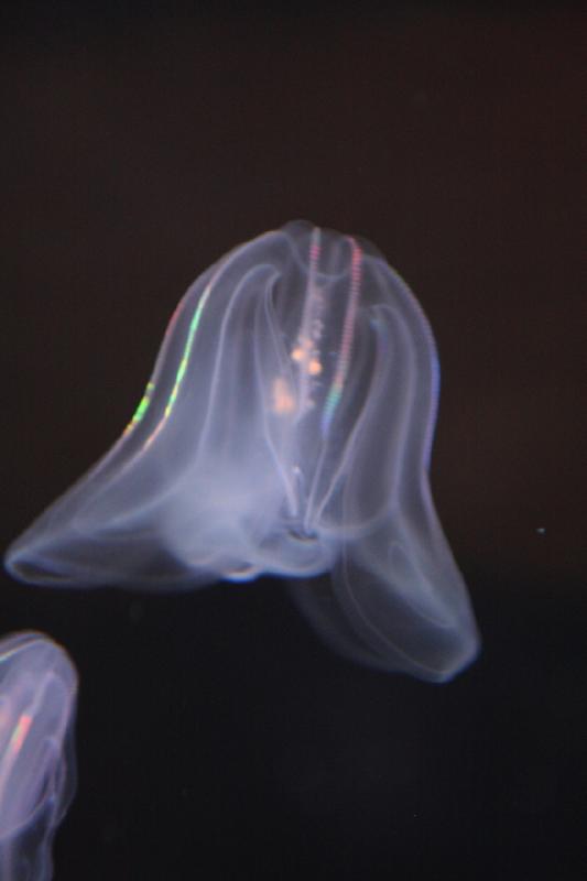 2014-03-12 14:27:29 ** Chicago, Illinois, Shedd Aquarium ** 