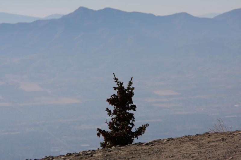 2008-10-25 16:24:38 ** Little Cottonwood Canyon, Snowbird, Utah ** A lonely single tree.