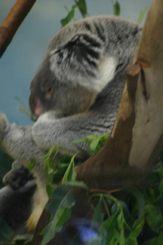 2008-03-20 11:03:42 ** San Diego, Zoo ** Koala.