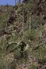 "Saguaro" cactus inside the "Tucson Mountain Park".