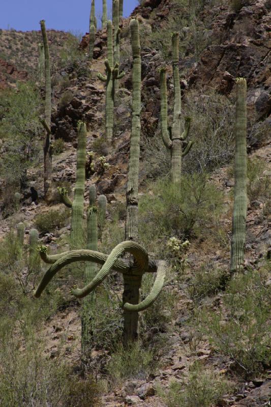 2006-06-17 11:04:00 ** Cactus, Tucson ** 'Saguaro' cactus inside the 'Tucson Mountain Park'.