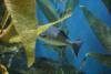 Fish in the aquarium.