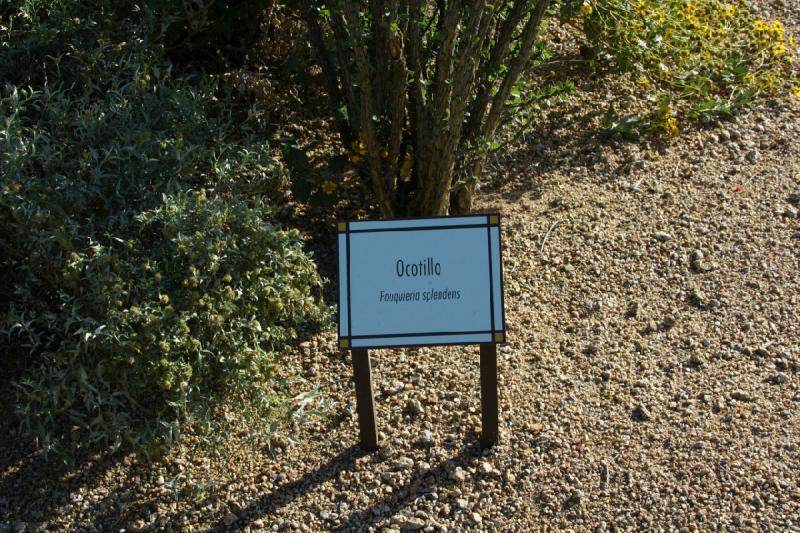 2007-04-15 16:45:12 ** Cactus, Phoenix ** Description of the Ocotillo.