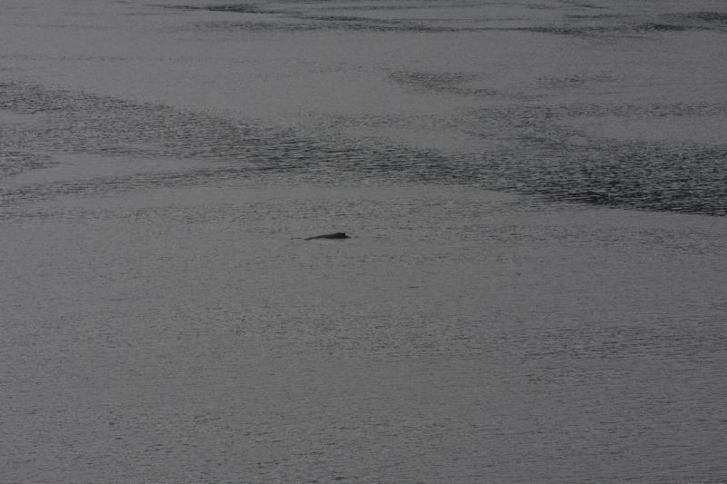 2012-06-19 20:13:04 ** Alaska, Cruise, Humpback Whale ** 