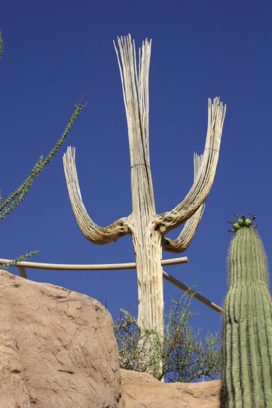 2006-06-17 16:50:52 ** Botanical Garden, Cactus, Tucson ** A dead 'Saguaro' cactus serves as a fence post.