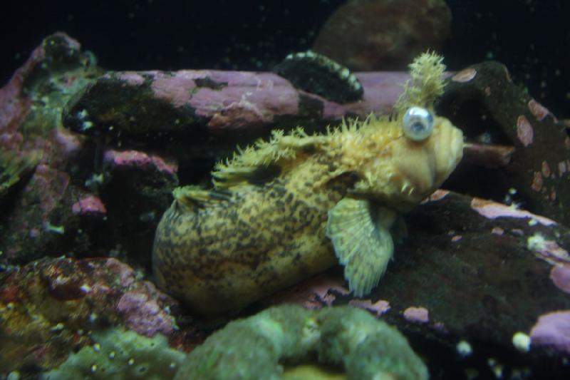 2012-06-20 15:13:31 ** Alaska, Aquarium, Cruise, Juneau ** 