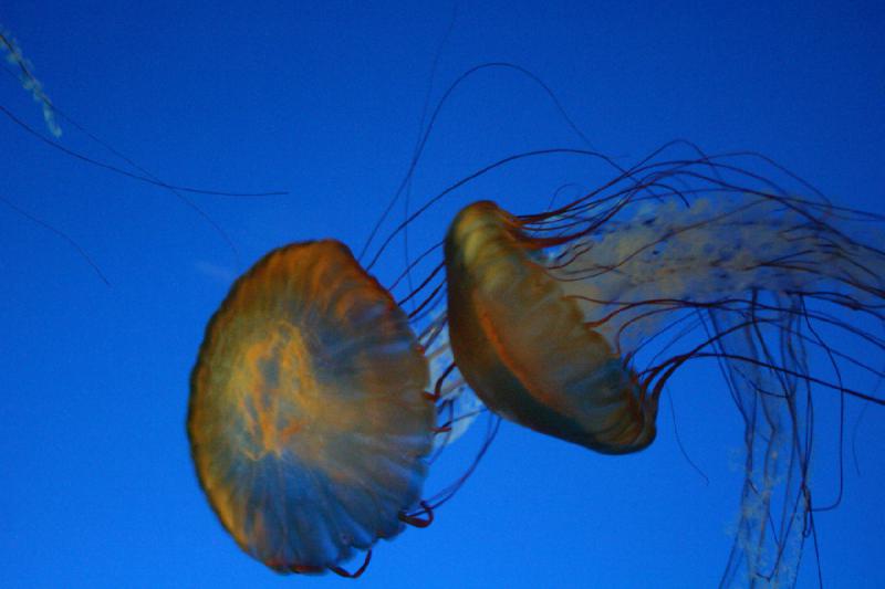 2007-10-13 12:01:12 ** Aquarium, Kalifornien, Zoo ** Quallen. 2007-10-13 12:01:12 ** Aquarium, Kalifornien, Zoo ** Quallen.
