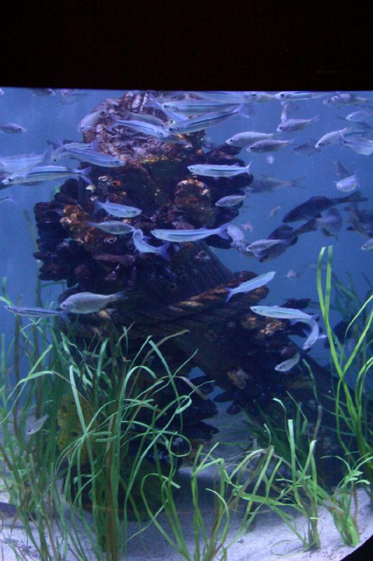 2007-10-13 11:54:44 ** Aquarium, California, Zoo ** Fish in an aquarium.