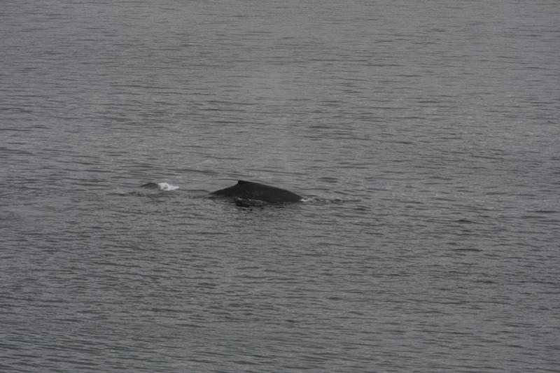 2012-06-19 20:16:34 ** Alaska, Cruise, Humpback Whale ** 