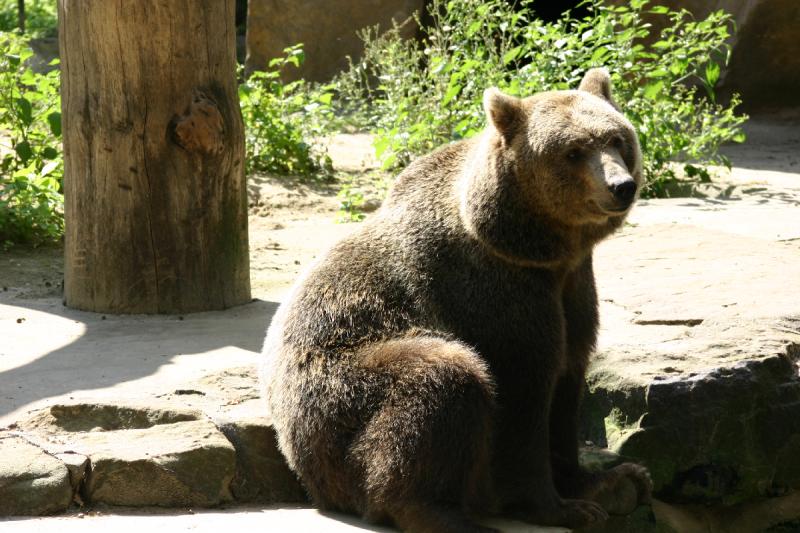 2005-08-24 14:46:41 ** Berlin, Germany, Zoo ** Brown bear.