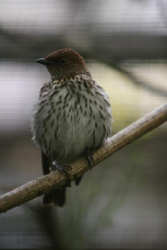 2010-04-13 13:39:38 ** Germany, Walsrode, Zoo ** 