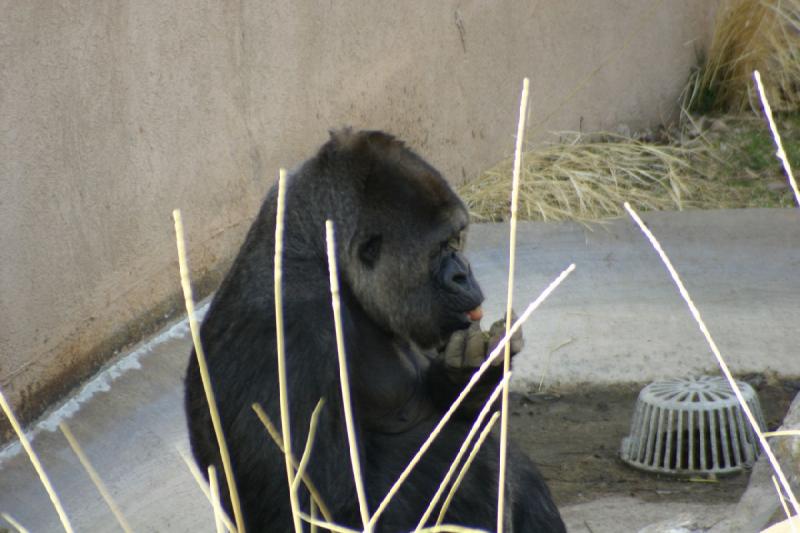 2007-03-11 14:57:42 ** Utah, Zoo ** Gorilla.