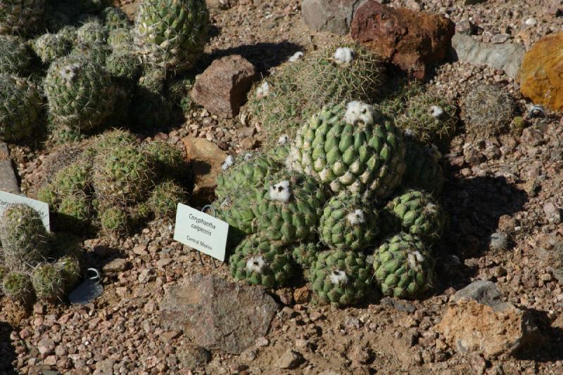 2007-10-27 13:19:46 ** Botanical Garden, Cactus, Phoenix ** Coryphantha calipensis.