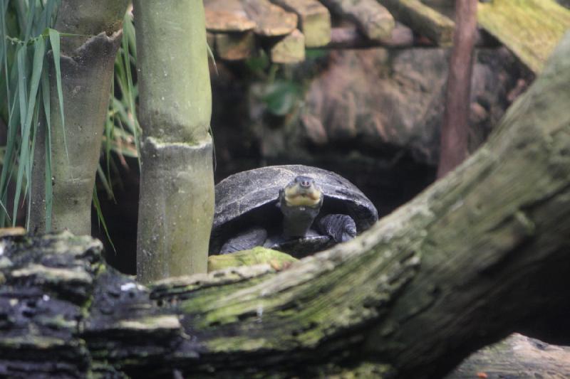 2014-03-12 11:21:13 ** Chicago, Illinois, Shedd Aquarium ** 