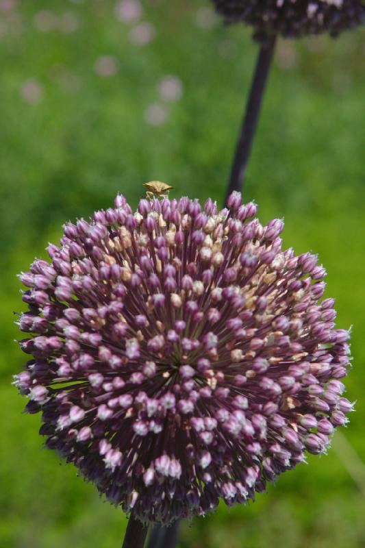 2019-07-23 12:18:08 ** Botanischer Garten, Deutschland, Erfurt ** 