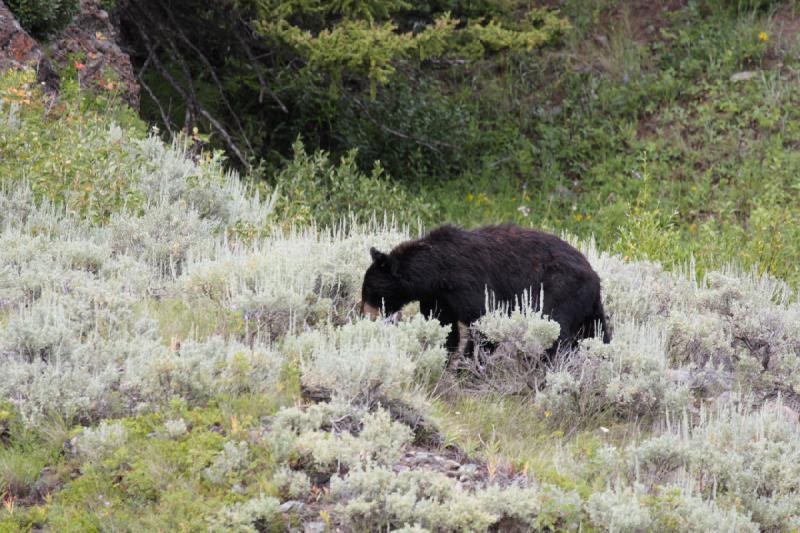 2009-08-05 14:02:28 ** Black Bear, Yellowstone National Park ** 