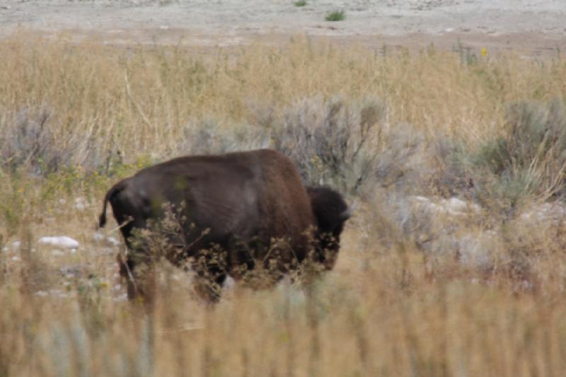 2013-08-24 13:33:49 ** Antelope Island, Bison, Utah ** 