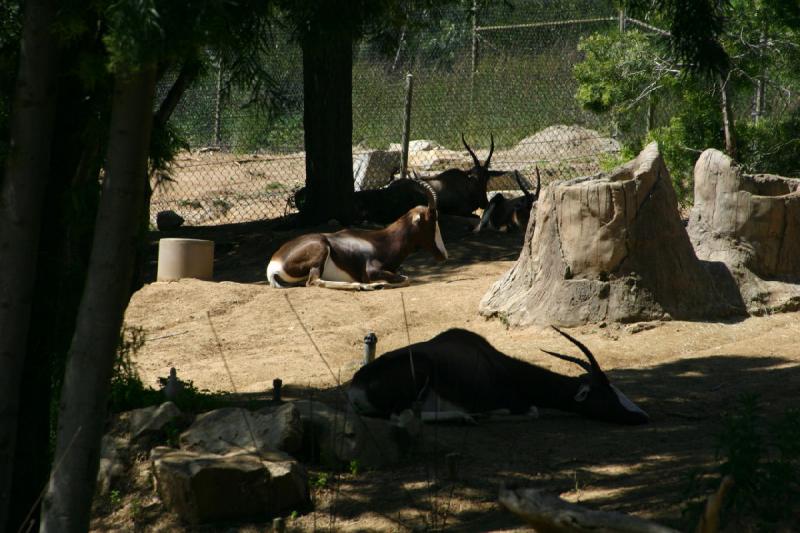2008-03-21 12:35:38 ** San Diego, San Diego Zoo's Wild Animal Park ** 