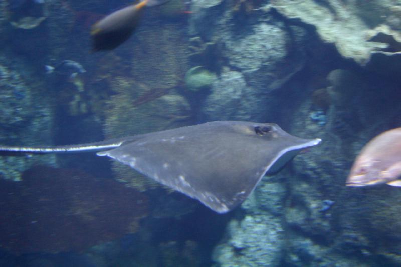 2007-10-13 13:11:00 ** Aquarium, California, Zoo ** Stingray. 2007-10-13 13:11:00 ** Aquarium, California, Zoo ** Stingray.