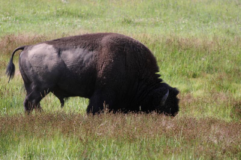 2009-08-05 09:30:19 ** Bison, Yellowstone National Park ** 