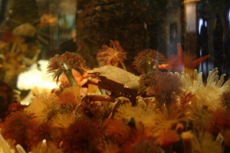 2007-09-01 11:05:22 ** Aquarium, Seattle ** Crab.