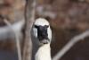 Schwan.