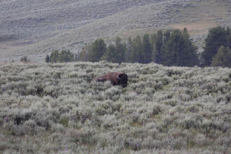 2009-08-04 17:03:55 ** Bison, Yellowstone National Park ** 