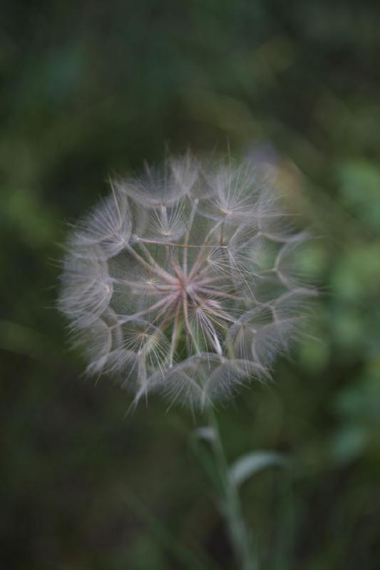 2010-08-20 19:05:51 ** Uinta Mountains ** Dandelion.