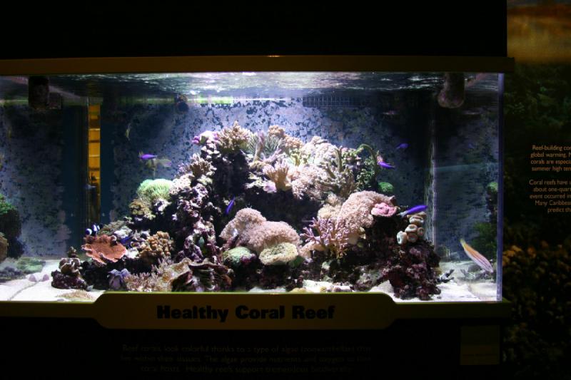 2008-03-22 09:42:12 ** Aquarium, San Diego ** Ein gesundes Korallenriff.